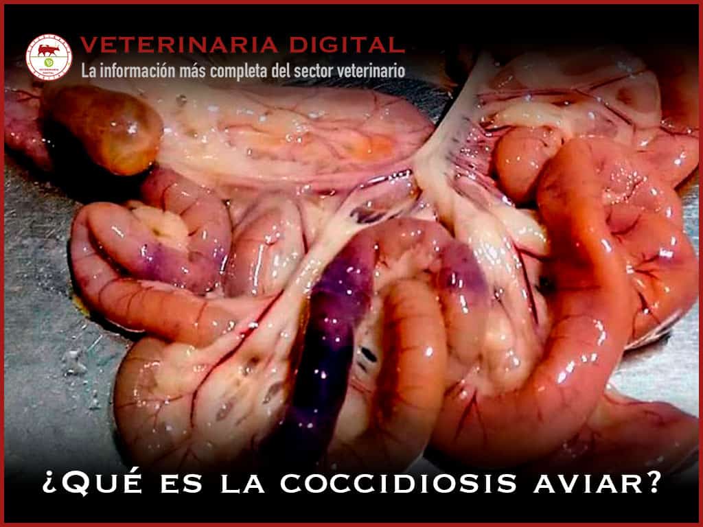 Coccidiosis aviar
