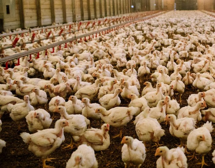 Evaluación de la actividad de un inmunoestimulante en broilers tras la vacunación contra el virus de la enfermedad de Newcastle (NDV)