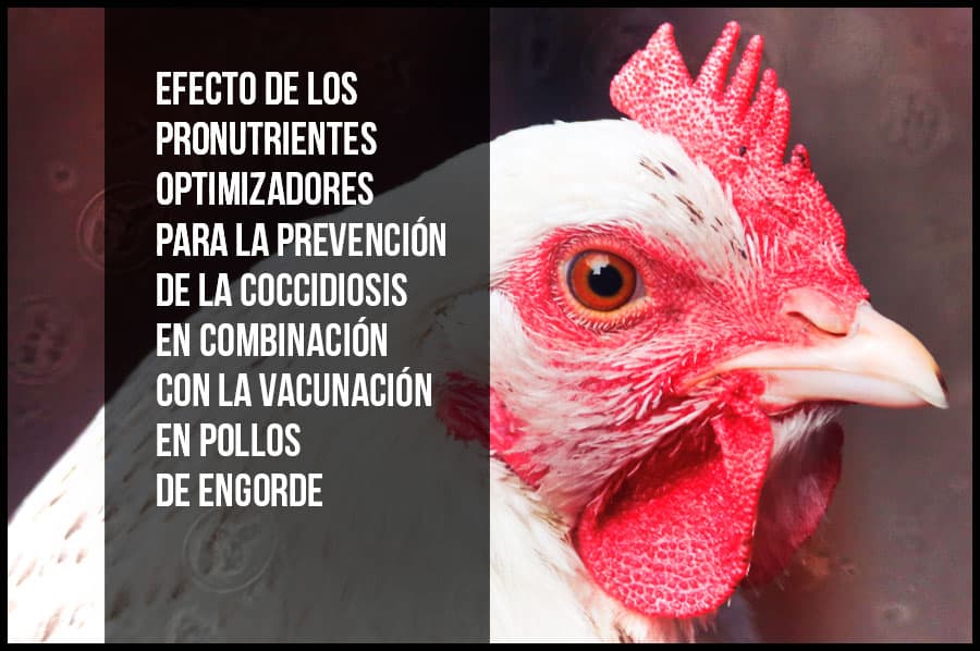 Efecto de los pronutrientes optimizadores para la prevención de la coccidiosis en combinación con la vacunación en pollos de engorde