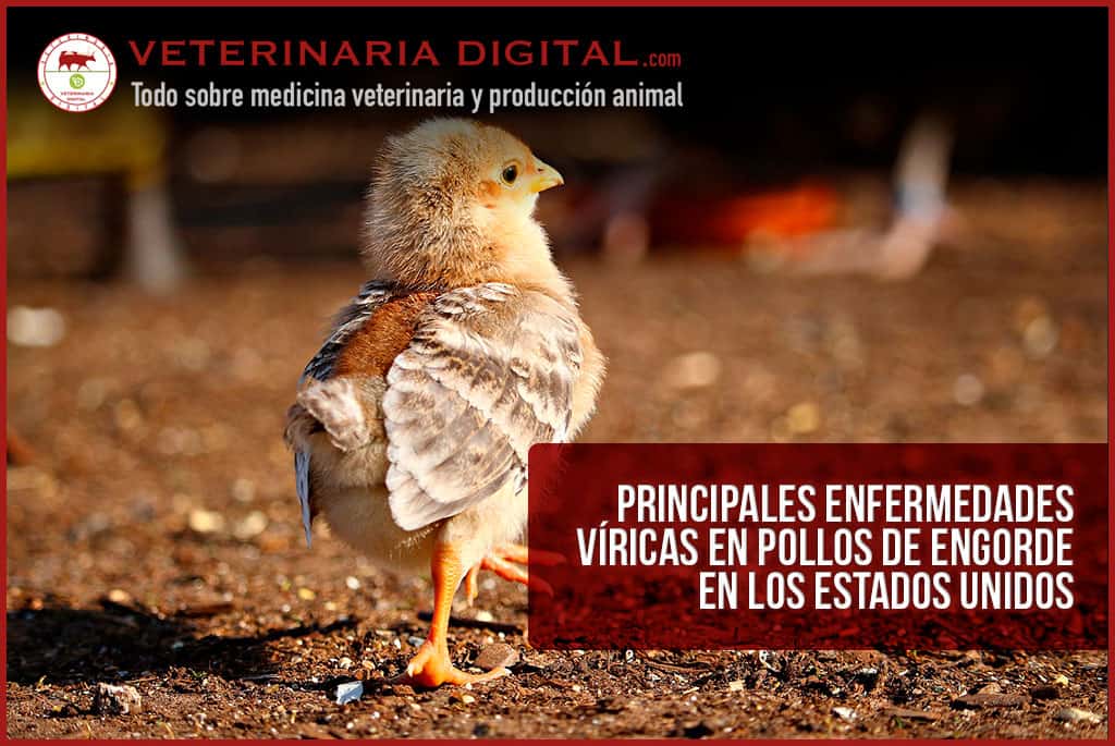 Principales enfermedades víricas en pollos de engorde en los Estados Unidos