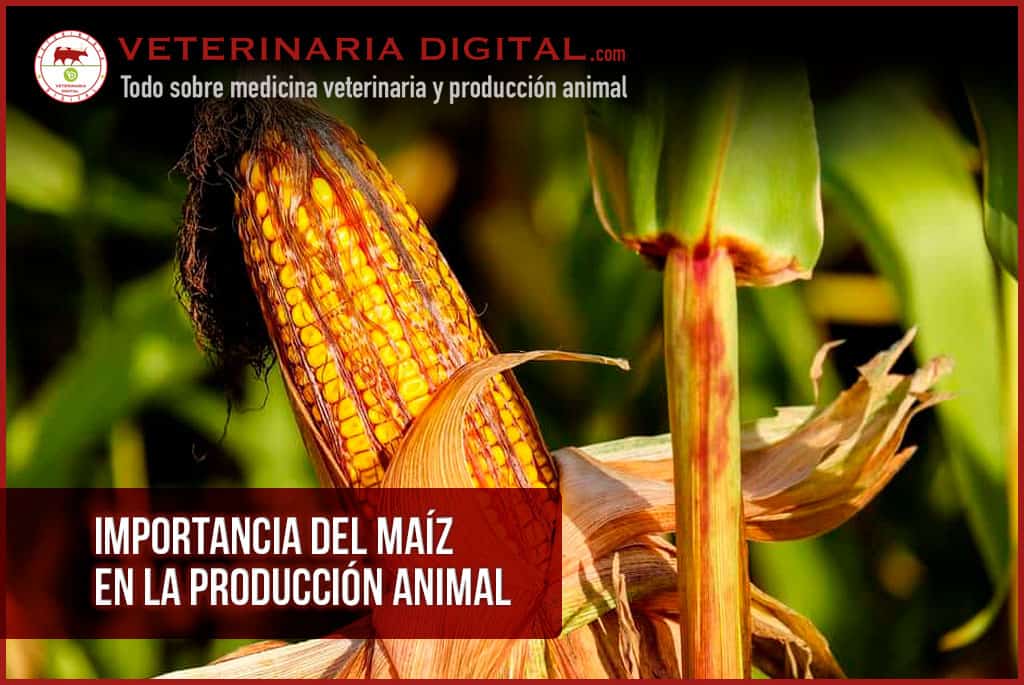 Importancia del maíz en la producción animal
