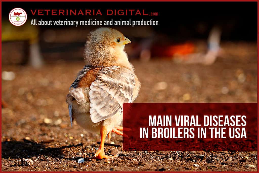Main viral diseases in broilers in the USA
