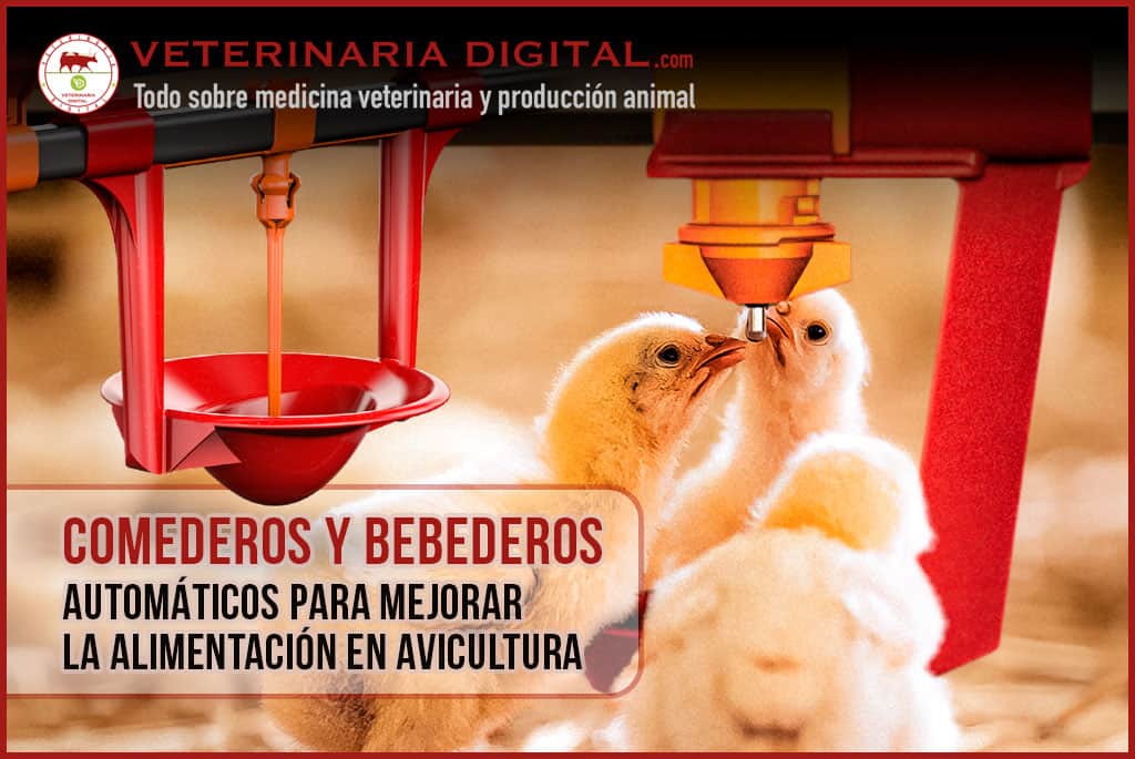 Comederos y bebederos automáticos para mejorar la alimentación en avicultura